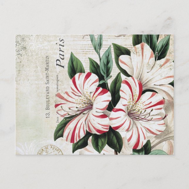 Postal amarylis french (Anverso)