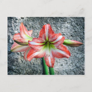 Postal Amaryllis