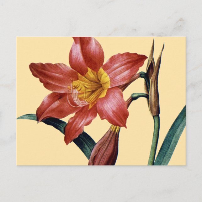 Postal Amaryllis (Anverso)