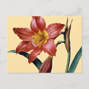 Postal Amaryllis
