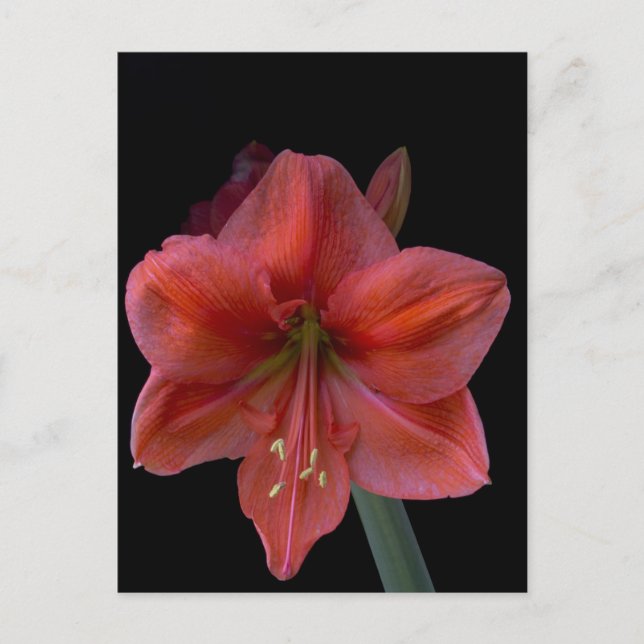 Postal Amaryllis (Anverso)