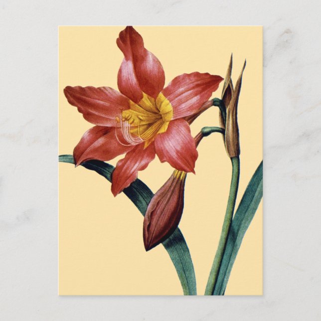 Postal Amaryllis (Anverso)