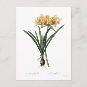 Postal Amaryllis aurea