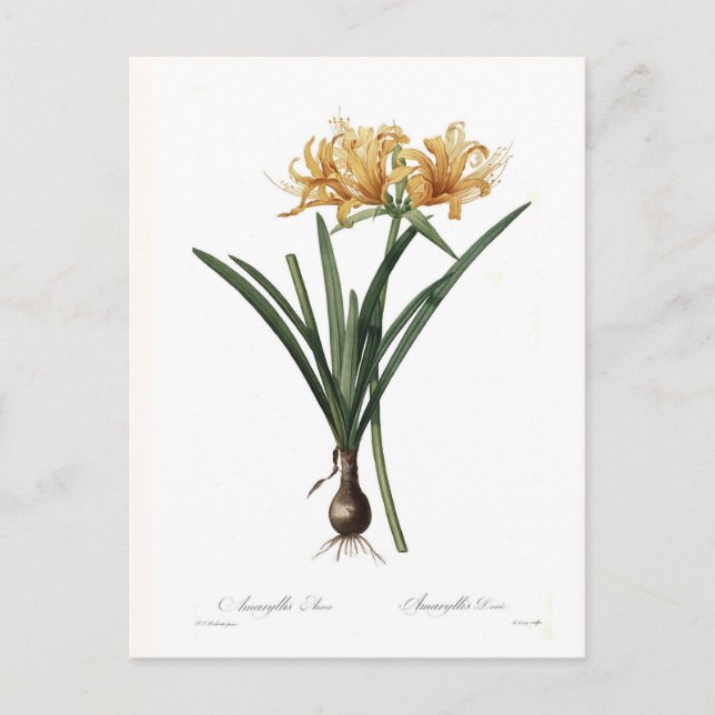 Postal Amaryllis aurea (Anverso)