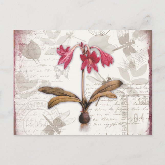 Postal Amaryllis Belladonna (Anverso)