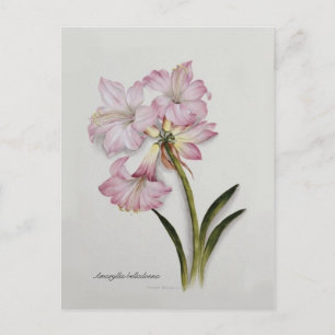 Postal Amaryllis belladonna