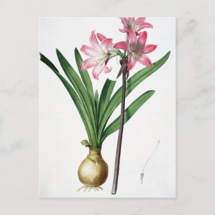 Postal Amaryllis Belladonna, de 'Les Liliacees', engrave