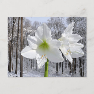 Postal Amaryllis blanca y nieve I