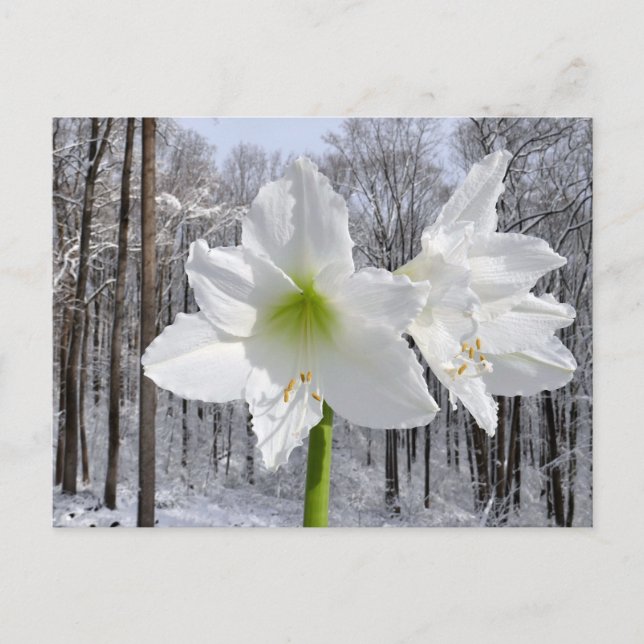 Postal Amaryllis blanca y nieve I (Anverso)