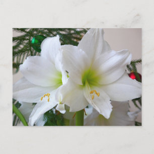 Postal Amaryllis blanco y árbol de Navidad