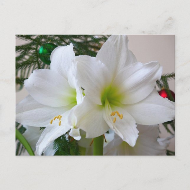 Postal Amaryllis blanco y árbol de Navidad (Anverso)