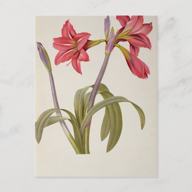 Postal Amaryllis Brasiliensis (Anverso)