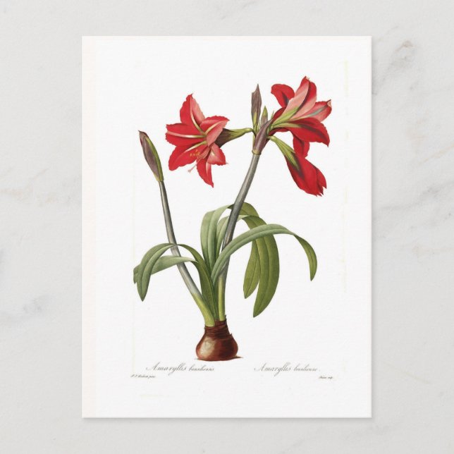Postal Amaryllis brasiliensis (Anverso)