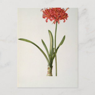Postal Amaryllis Curvifolia, 1809, de "Les Les"