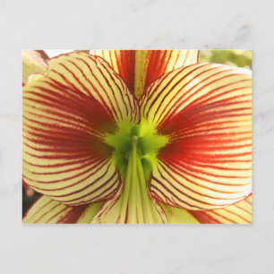 Postal Amaryllis de la mariposa