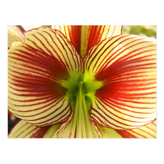 Postal Amaryllis de la mariposa