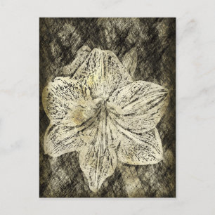 Postal Amaryllis Dibujo de Época Antigua