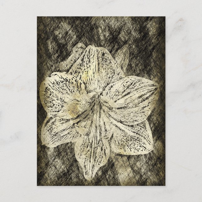 Postal Amaryllis Dibujo de Época Antigua (Anverso)
