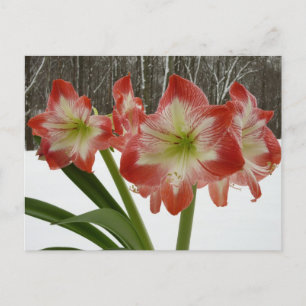 Postal Amaryllis en floral de invierno en la nieve roja f