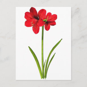 Postal Amaryllis en rojo