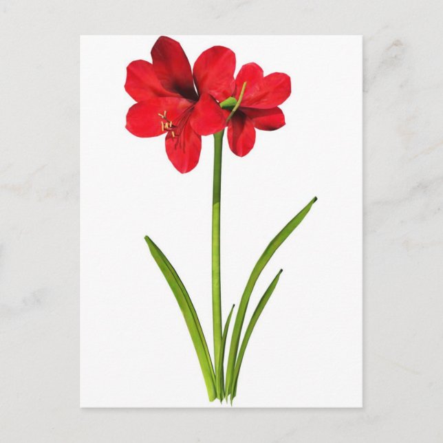 Postal Amaryllis en rojo (Anverso)