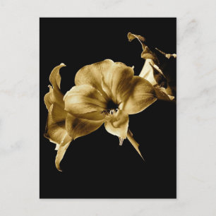POSTAL AMARYLLIS EN SEPIA CON EL FONDO NEGRO