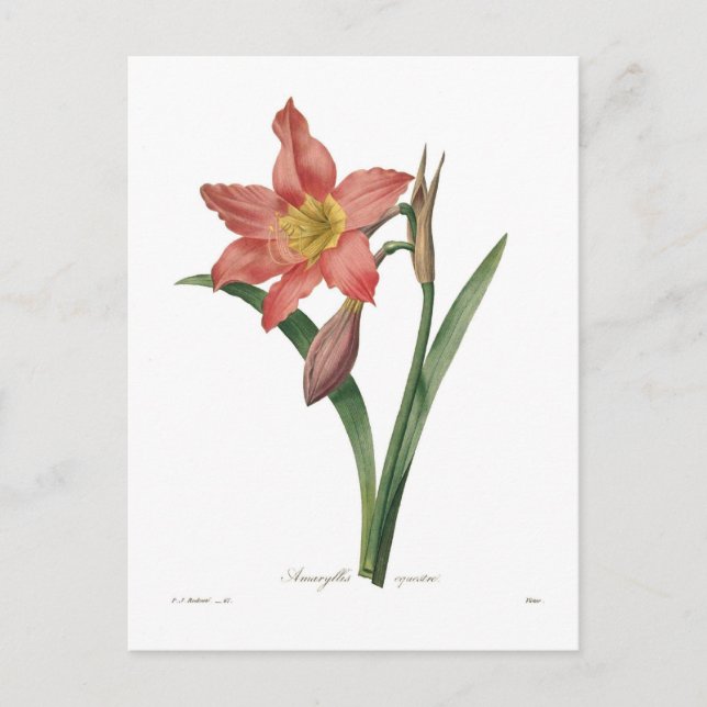 Postal Amaryllis equestris (Anverso)