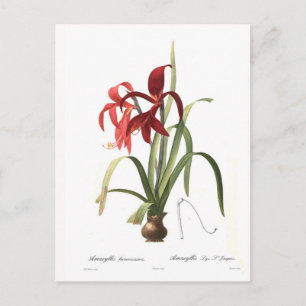 Postal Amaryllis formosissima