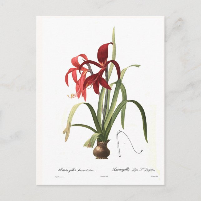 Postal Amaryllis formosissima (Anverso)