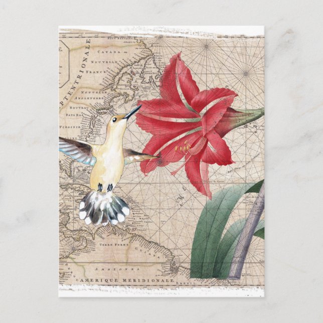 Postal Amaryllis Mao Hummer (Anverso)