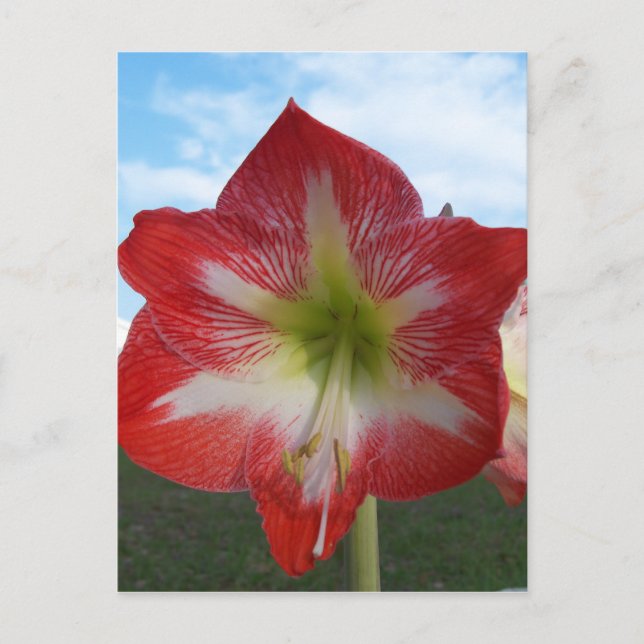 Postal Amaryllis MegaStar rojo y blanco (Anverso)