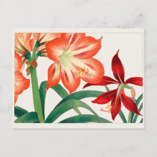 Postal Amaryllis por Tanigami Konan