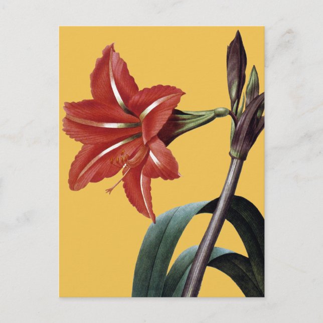 Postal Amaryllis Striped (Anverso)