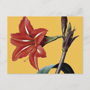 Postal Amaryllis Striped