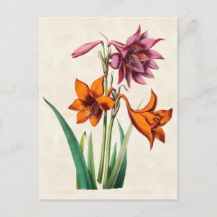 Postal Amaryllis Vintage Botanical