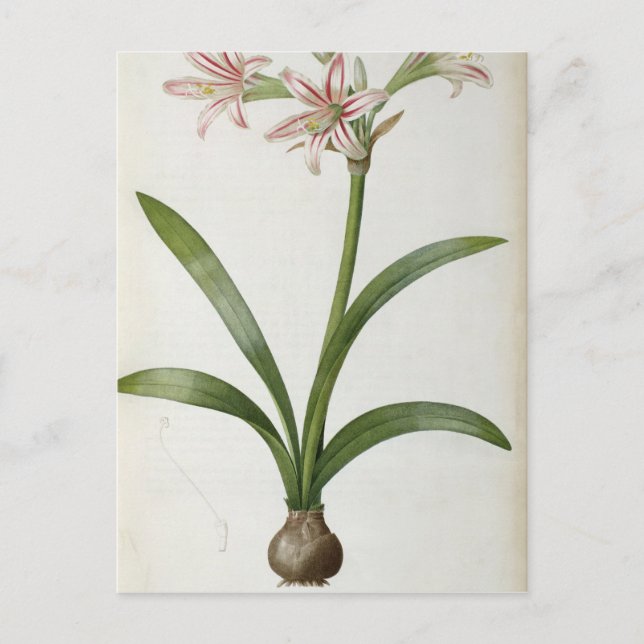 Postal Amaryllis Vittata (Anverso)