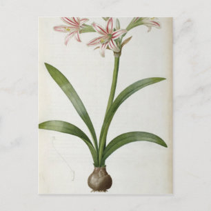 Postal Amaryllis Vittata