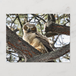 Postal ¿Amas Mis Ojos? -Postal