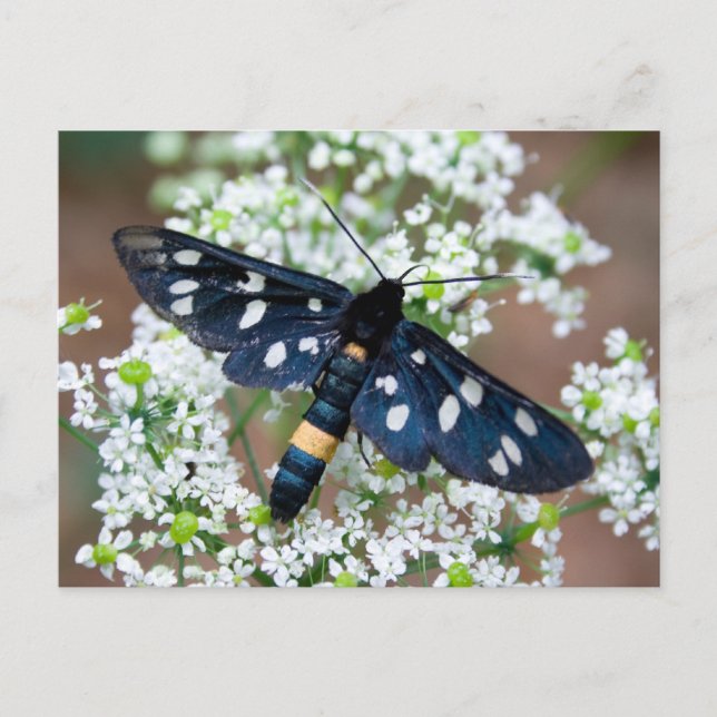 Postal Amata phegea (Anverso)