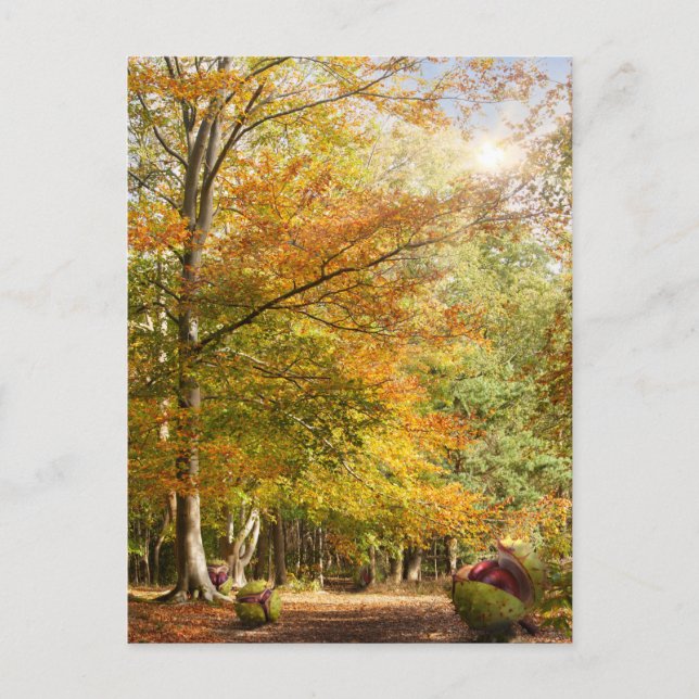 Postal Amazonas boscosas del otoño del amanecer con grand (Anverso)