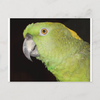 Postal Amazonía de Yellownape