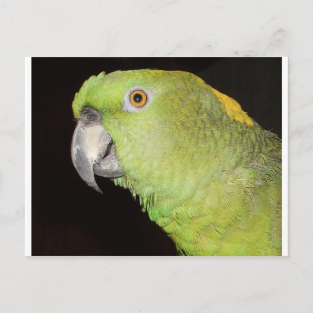 Postal Amazonía de Yellownape (Anverso)