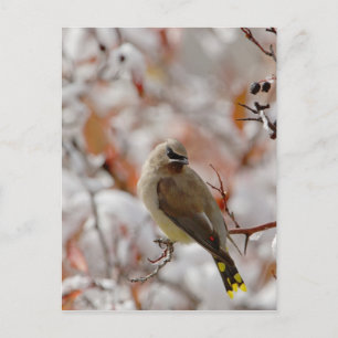 Postal Amelanchier adulto sobre espino con nieve,