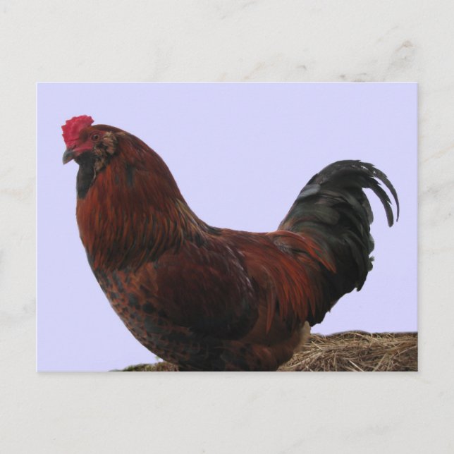 Postal Ameraucana Rooster (Anverso)