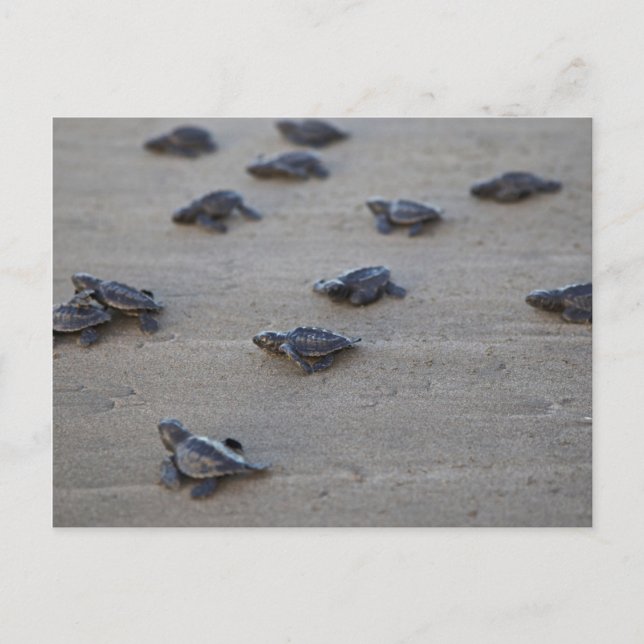 Postal América Central, El Salvador, Océano Pacífico (Anverso)