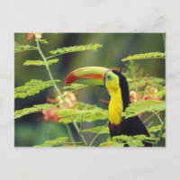 América Central, Honduras. Tucán pico canoa