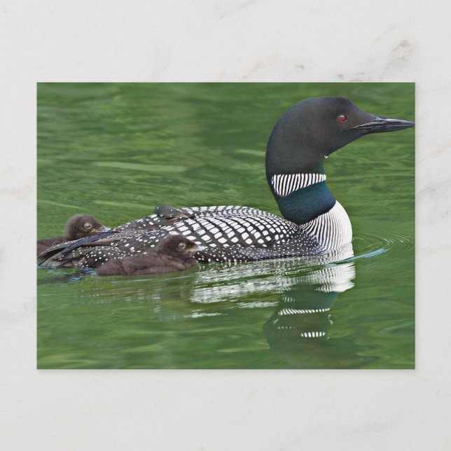 Postal América del Norte, Canadá, Columbia Británica (Anverso)