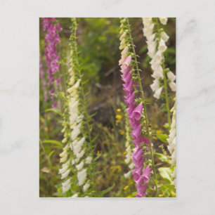 Postal América del Norte, Canadá, Islas Queen Charlotte, 