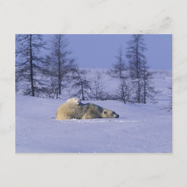 Postal América del Norte, Canadá, Manitoba, Churchill (Anverso)