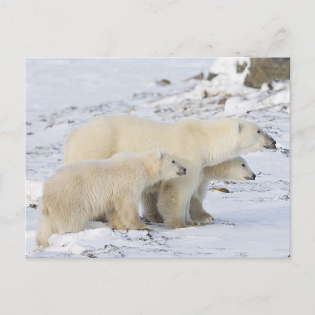 Postal América del Norte, Canadá, Manitoba, Churchill (Anverso)